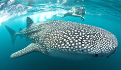 Oman shark diving